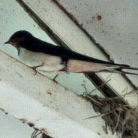 Елисеев Илья