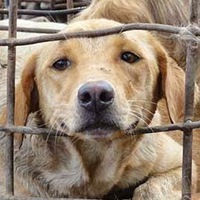 Алекс Холодный