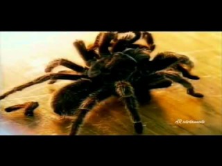 Miss Cobra (मिस कोबरा) Hollywood Dubbed Hindi Movie