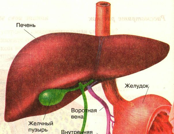 Желчь -секрет активной деятельности гепатоцитов. Ее образование происходит постоянно, а поступление в ДПК - в процессе пищеварения. Вне его - желчь поступает в желчный пузырь, где накапливается. Различают печеночную и пузырную желчь. Печеночная желчь: жидкость золотисто-коричневого цвета, состоит на 97,5 % - Н2О, 2,5 % - сухой остаток (неорганические и органические вещества), рН равен 7,3-8. 