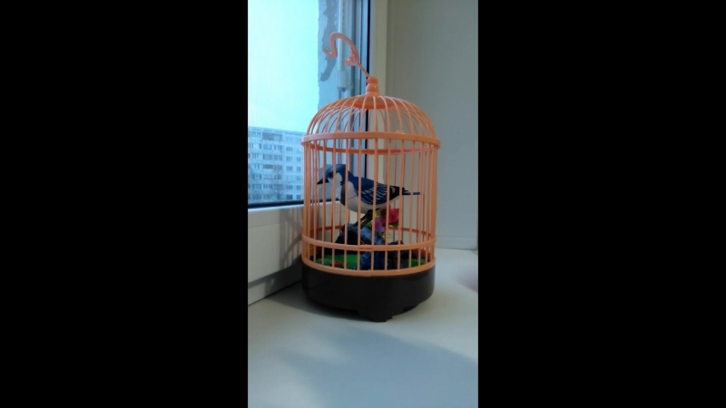 ПТИЧКА В КЛЕТКЕ 🐦