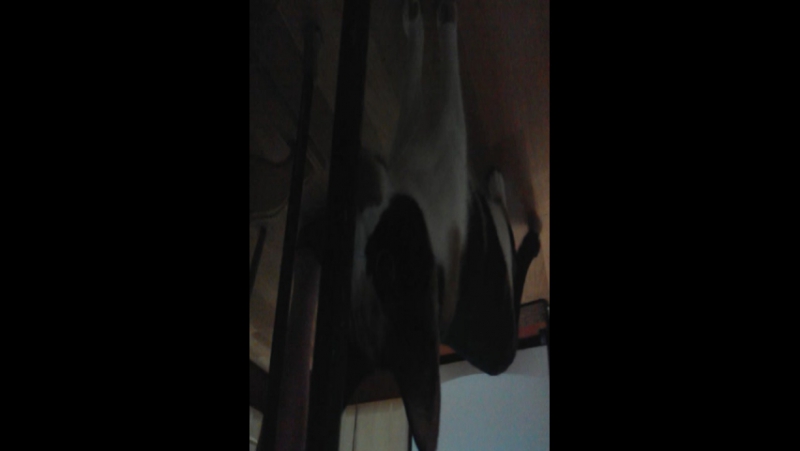 котейка обнюхалась сушёной петрушки)