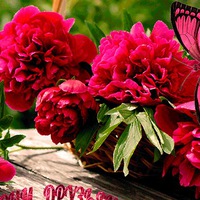 Светлана Чамжаеваковорда