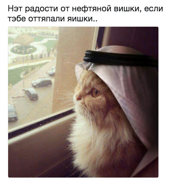 5nrMuquqpio.jpg