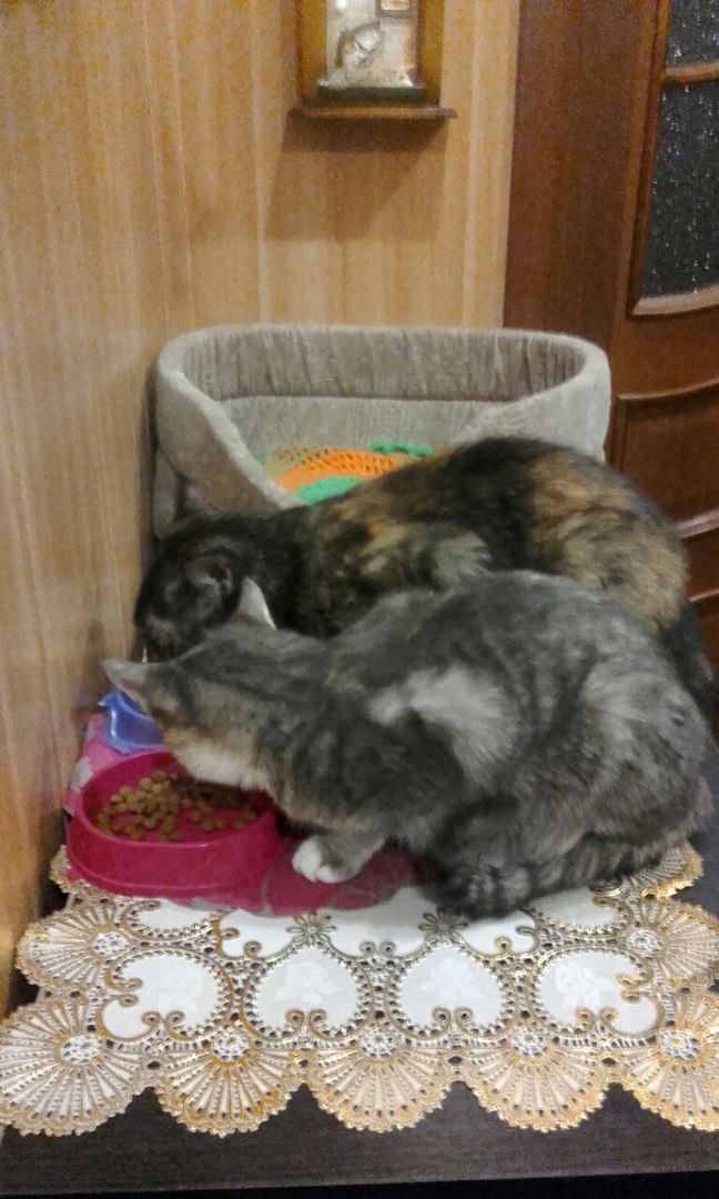 Кошки в нашей жизни. Кошки и все, что с ними связано.