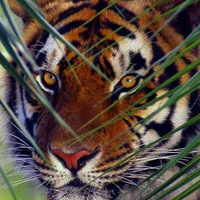 Наталия Миронова