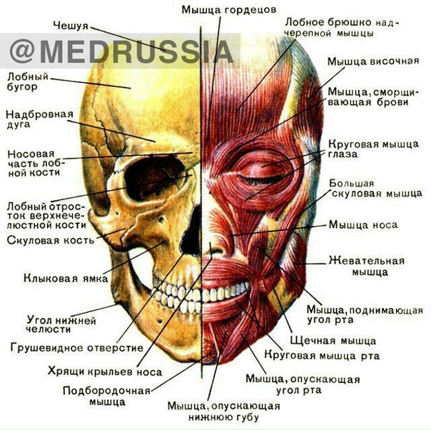 Мимические мышцы человека, за исключением щечной, имеют одну особенность: в отличие от всех других мышц тела, они не имеют фасции. Один конец крепится к кости, а второй - непосредственно к коже, так и появляется мимика. 
