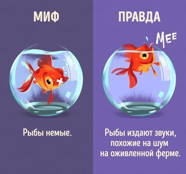 https://pp.userapi.com/c836222/v836222306/3b49a/EZWwc1a_cD0.jpg