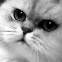 Анечка Проккоева