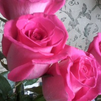 Татьяна Сенина | Мурманск