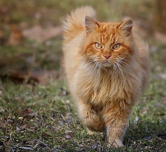 Даже если ты один против всех - это не значит, что ты не прав! 