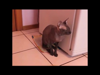 Говорящий кот