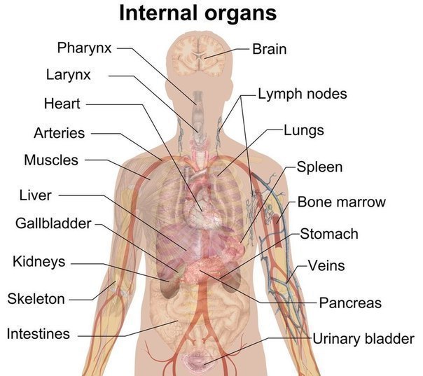 Internal organs - внутренние органы.
