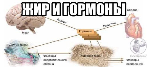 Статьи о фитнесе, Жир и гормоны