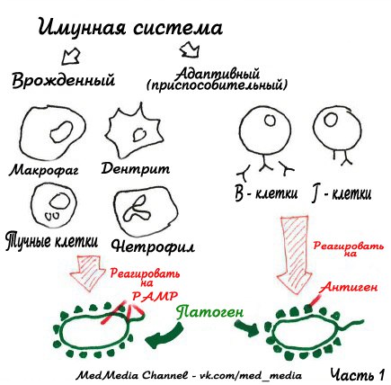 Перевод инфографики от Armando Hasudungan. 