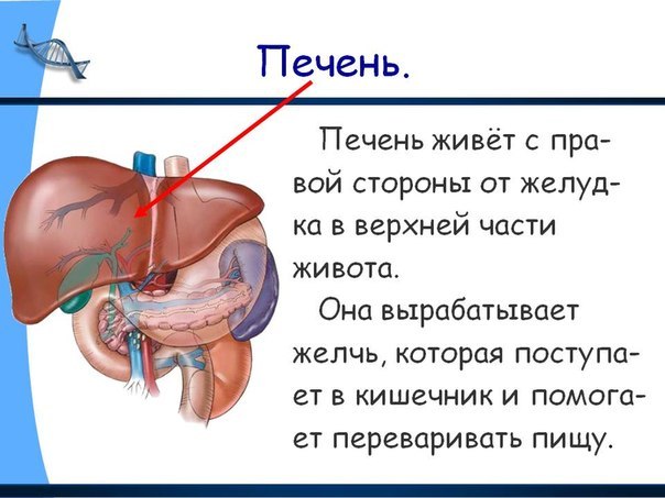Как ухаживать за своей печенью.
