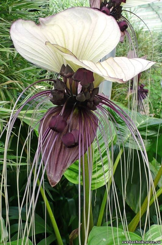 Этот необычный цветок называется Такка , еще его называют - летучая ...