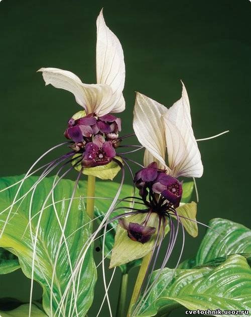 Этот необычный цветок называется Такка , еще его называют - летучая ...