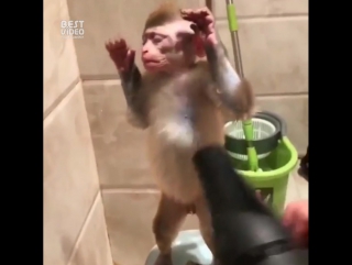 Это сушка