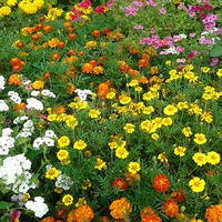 Яна Дидковская