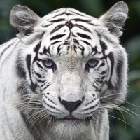 Алексей Смирнов