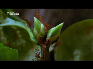 National Geographic: Город муравьёв (2010) HD 1080