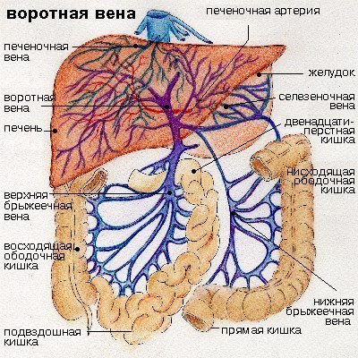 Воротная вена (vena portae) 