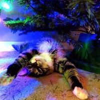 Кирилл Жуков