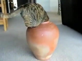 Ваза и кот