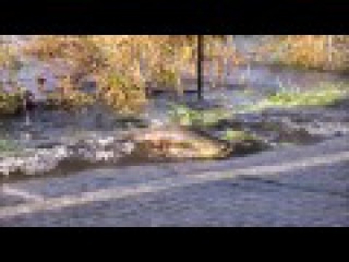 Skokomish River salmon cross the road 2016