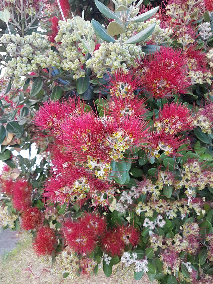 Цветущие Азоры и немного Синтры