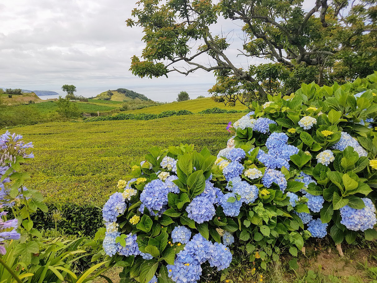 Цветущие Азоры и немного Синтры