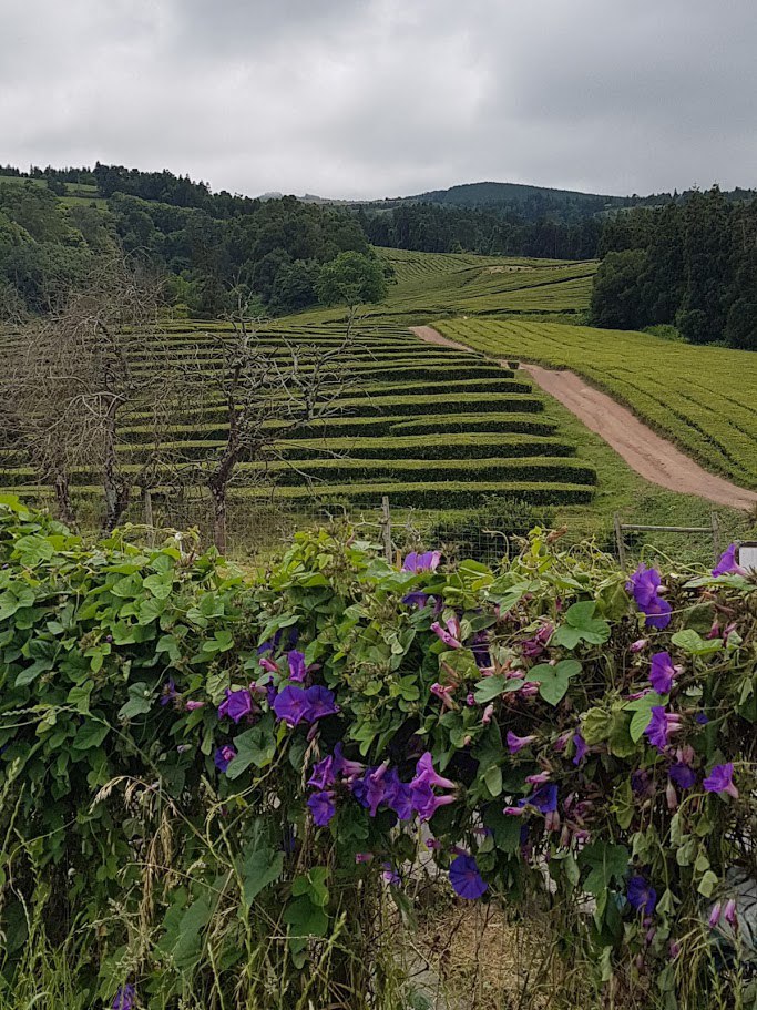 Цветущие Азоры и немного Синтры