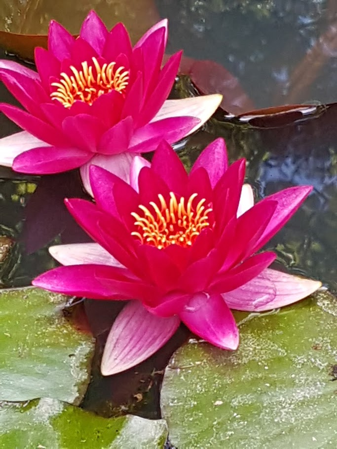 Цветущие Азоры и немного Синтры