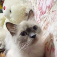 Алла Караваева |