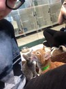 Он мяукал на меня, пока мы его не приютили.