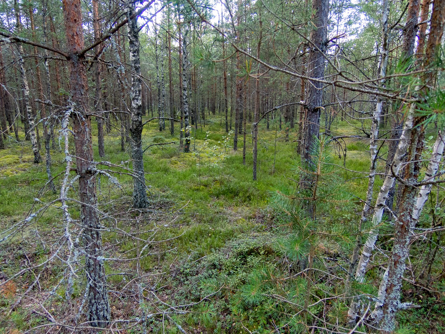 Налибокская пуща карта гугл