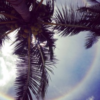 Елена Елена