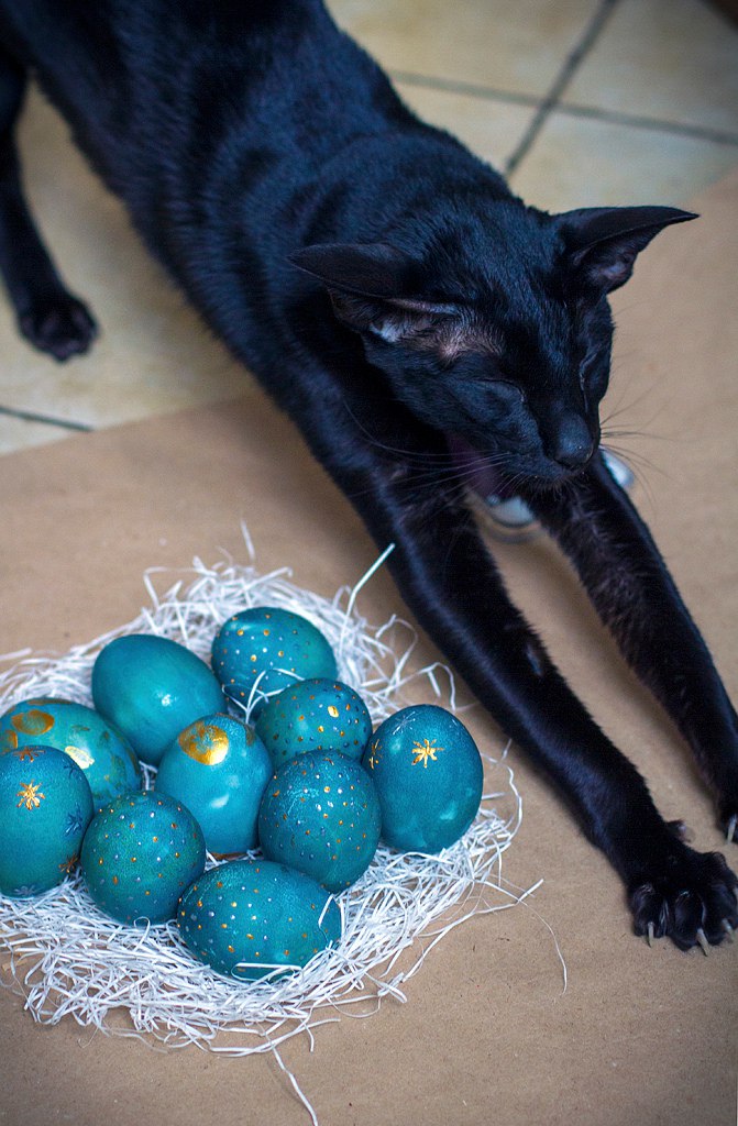 Поговорим о кошках43