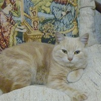 Елена Коротких | 