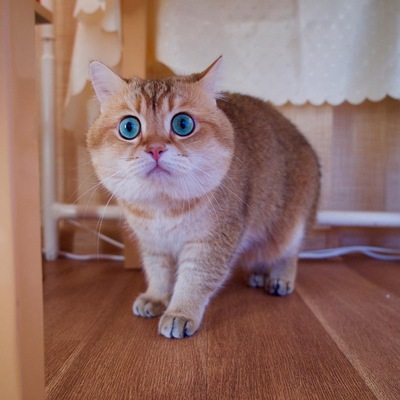 Евгений Скубеев
