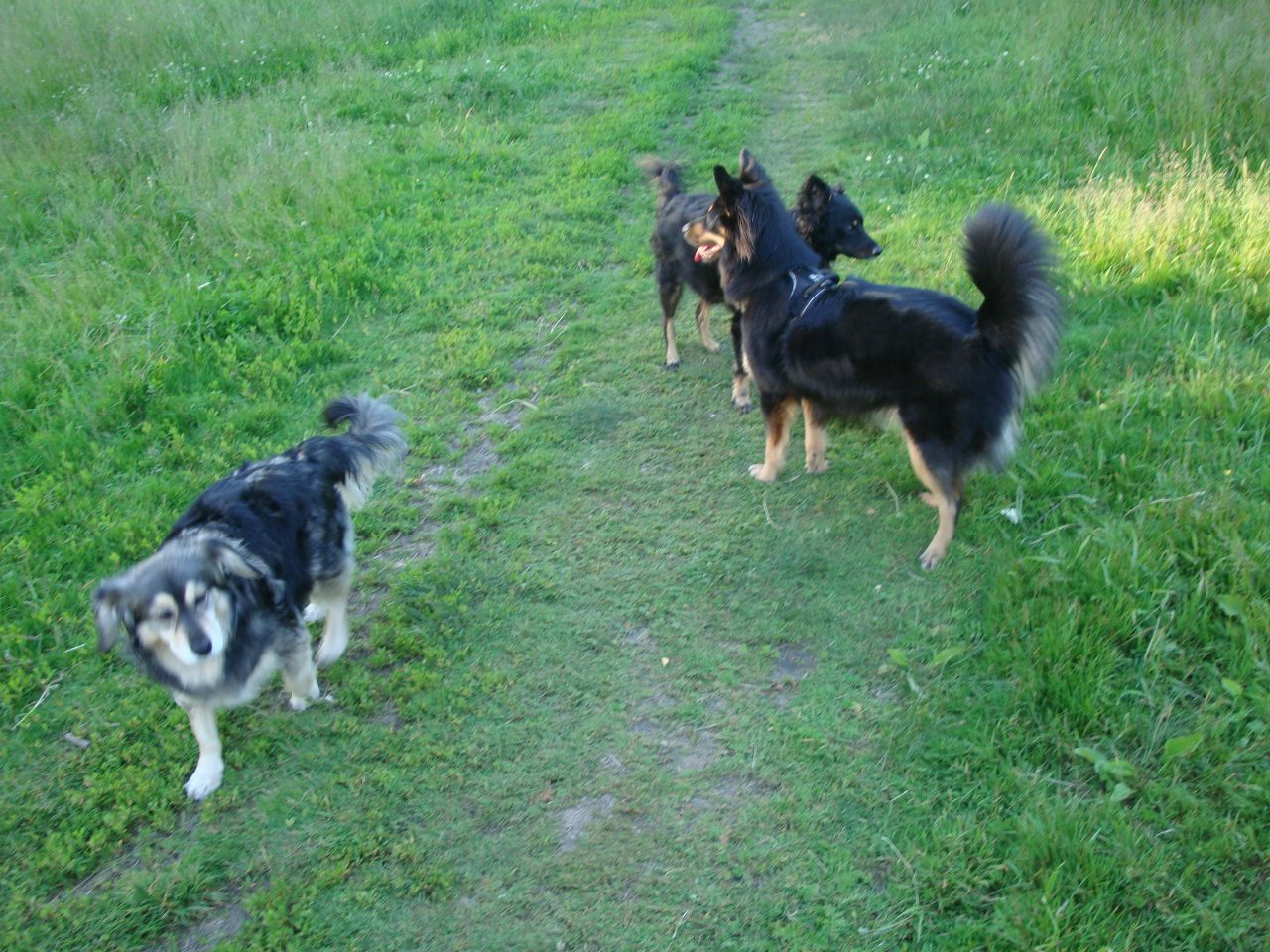 Кошки в нашей жизни. Кошки и все, что с ними связано.