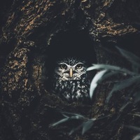 Вьюсал Мамедов