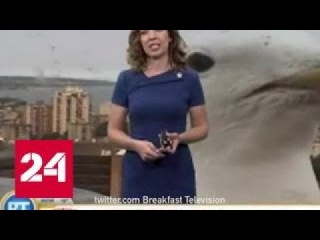 Чайка вмешалась в прогноз погоды на канадском телеканале