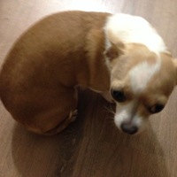 Александр Дудченко |