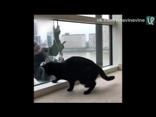 Сила притяжения котиков