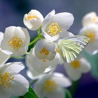 Алла Василишин