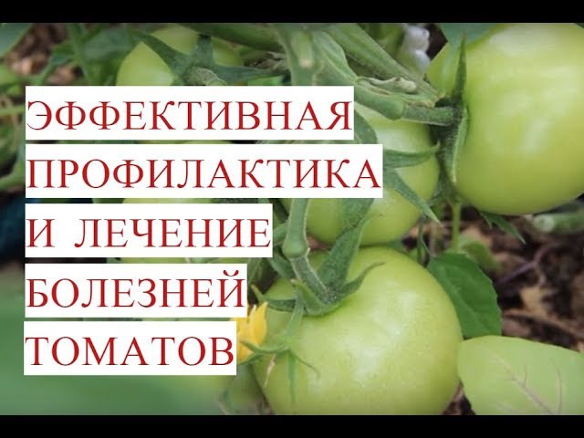 Лечение ран народным методом