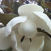 Станислава Яблокова