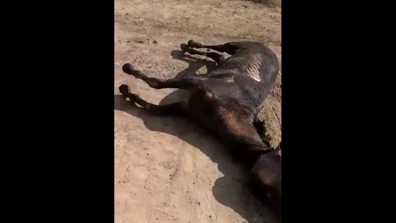 Обалай Жылкылар 🐎